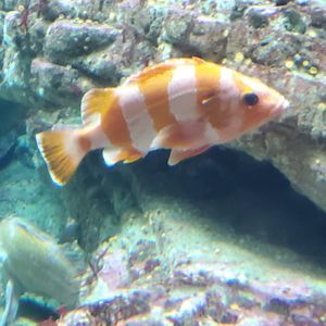 Meet your Posher, Sharon